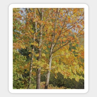 Maple Tree Sticker